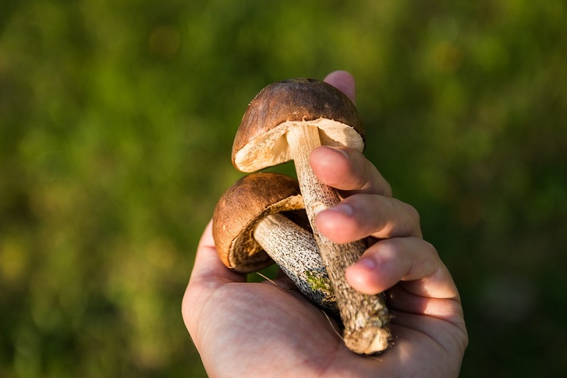 New Study Reveals Startling Benefits of Fungi