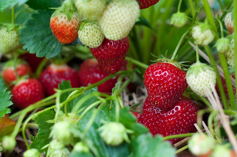 Strawberry Season Fast Approaching the UK