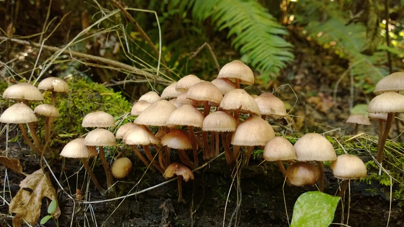 Hughes Develops new State of the Art Mushroom Facility in East Yorkshire