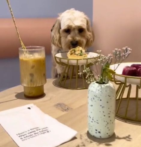 Unique London Cafe Offers Dining Experience for Both Owners and Dogs, Serving Posh Treats