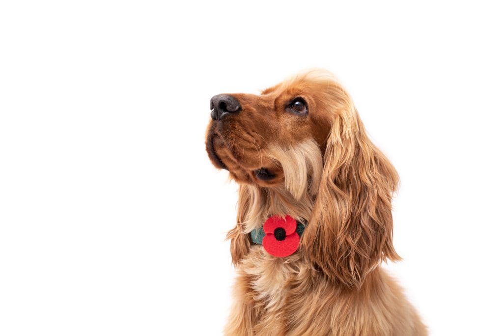 Pet Remembrance Day: Honouring Our Beloved Pets | FeastMagazine