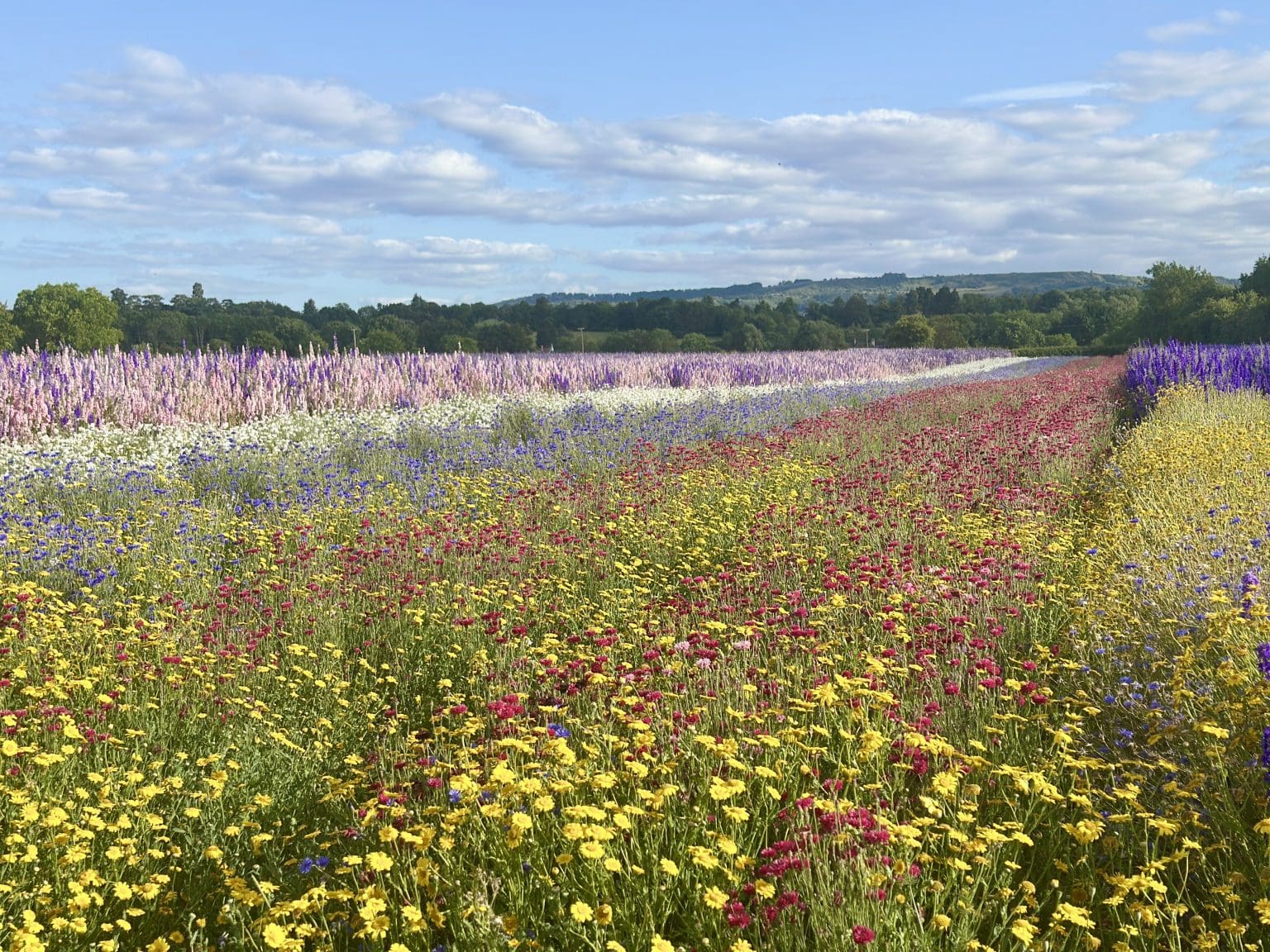 Confetti Flower Field returns in 2026 with its most colourful and diverse display to date